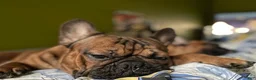 French Bulldog dogs for sale: Napoleon  - Ad 1