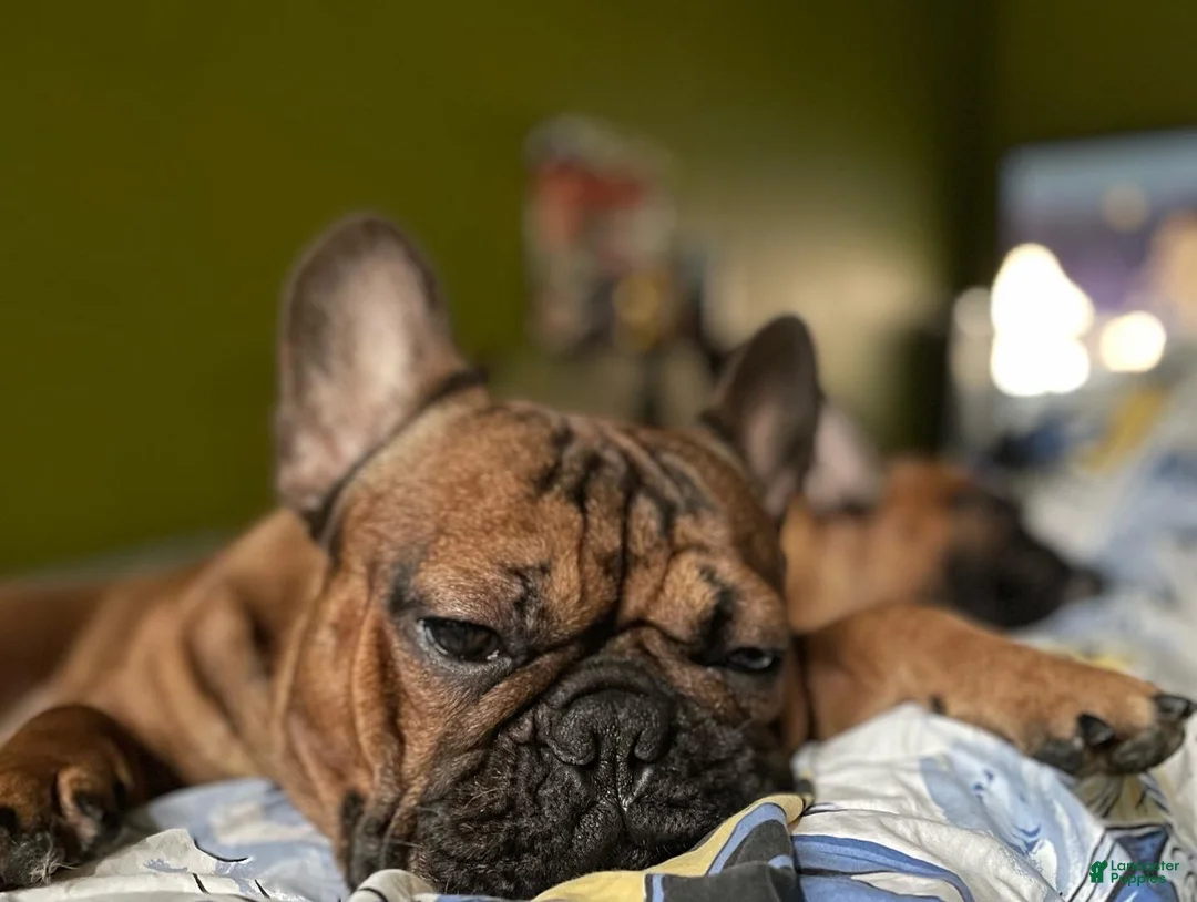 French Bulldog dogs for sale: Napoleon  - Ad 1