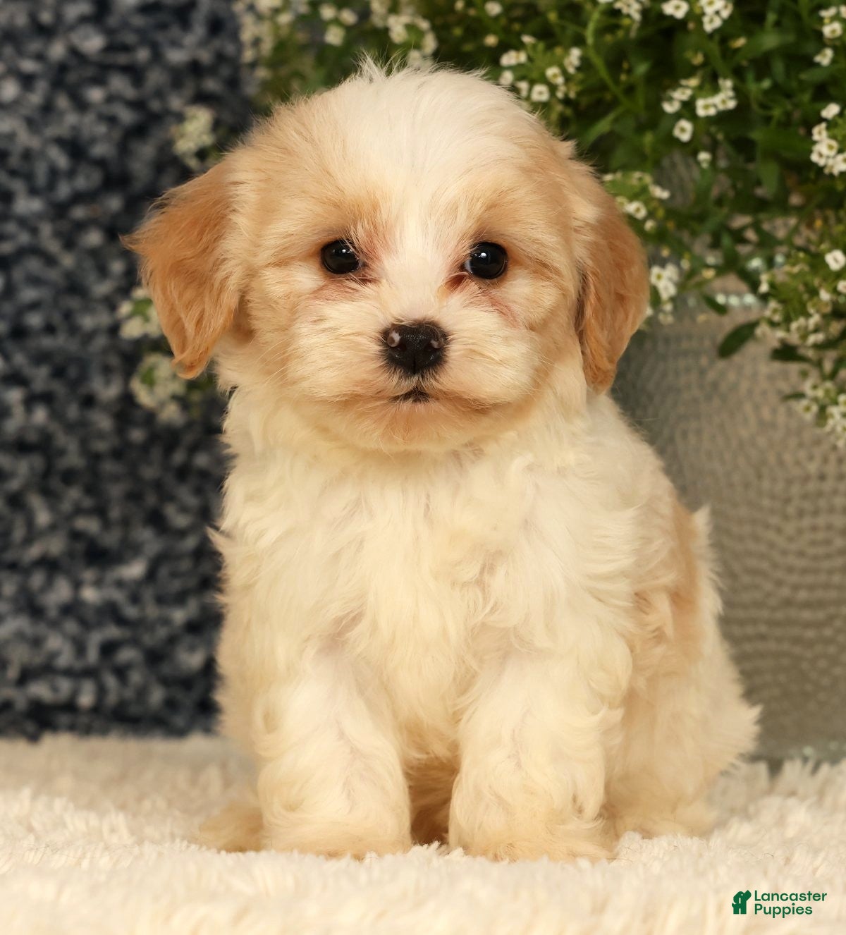 Havapoo dogs Sawyer - Ad 1