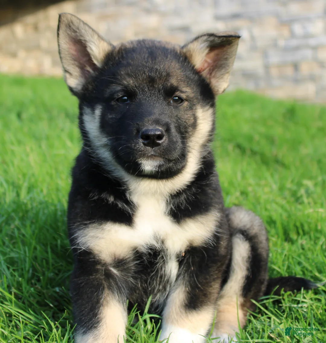 Mixed Breed dogs for sale: chole - Ad 4