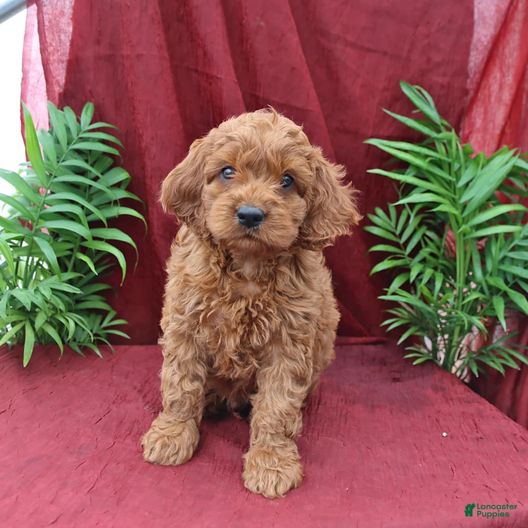 Cockapoo dogs for sale: Ace - Ad 1