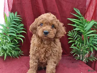 Cockapoo dogs for sale: Ace - Ad 2