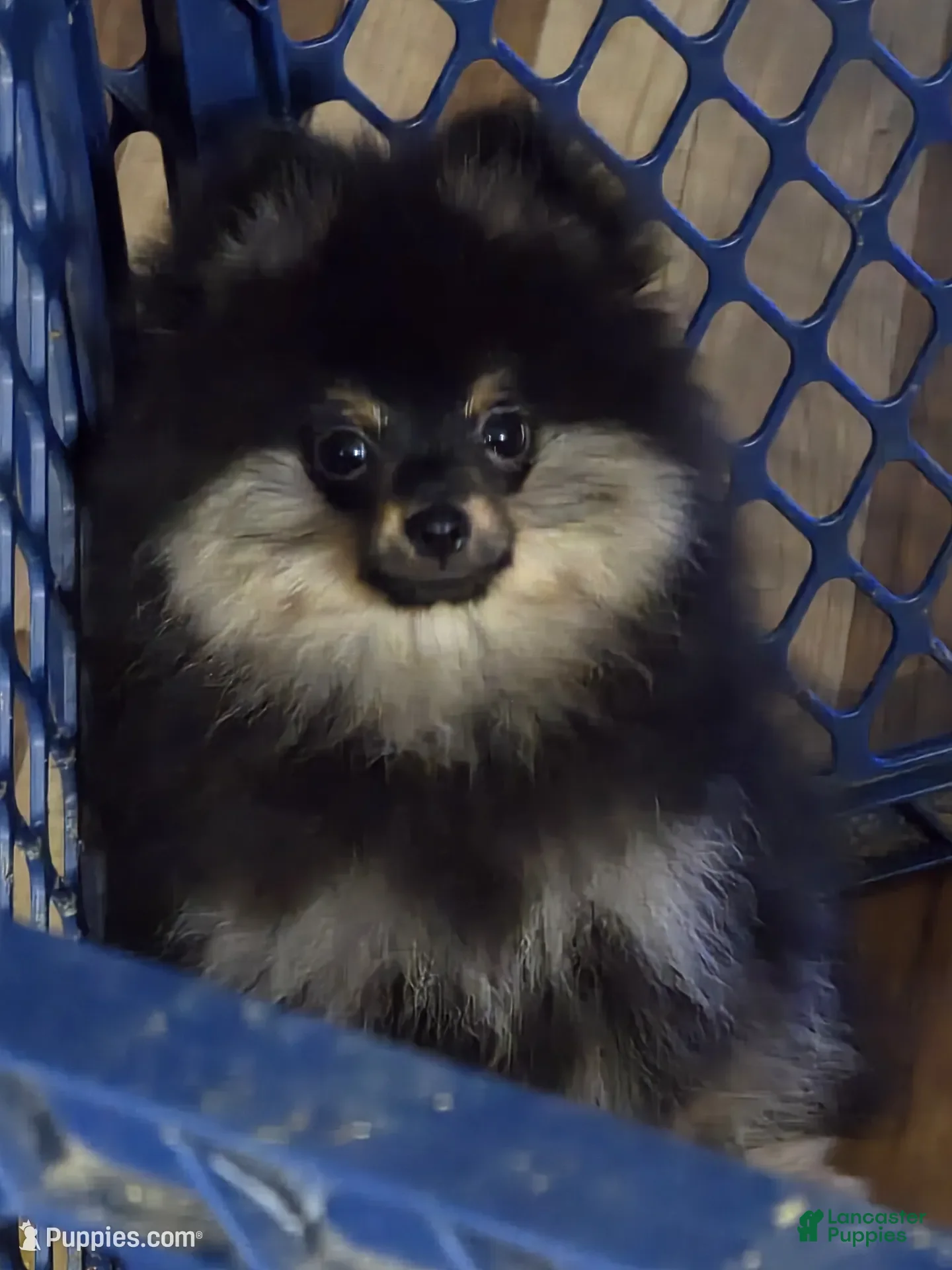 Pomeranian dogs Akc teddy  - Ad 35