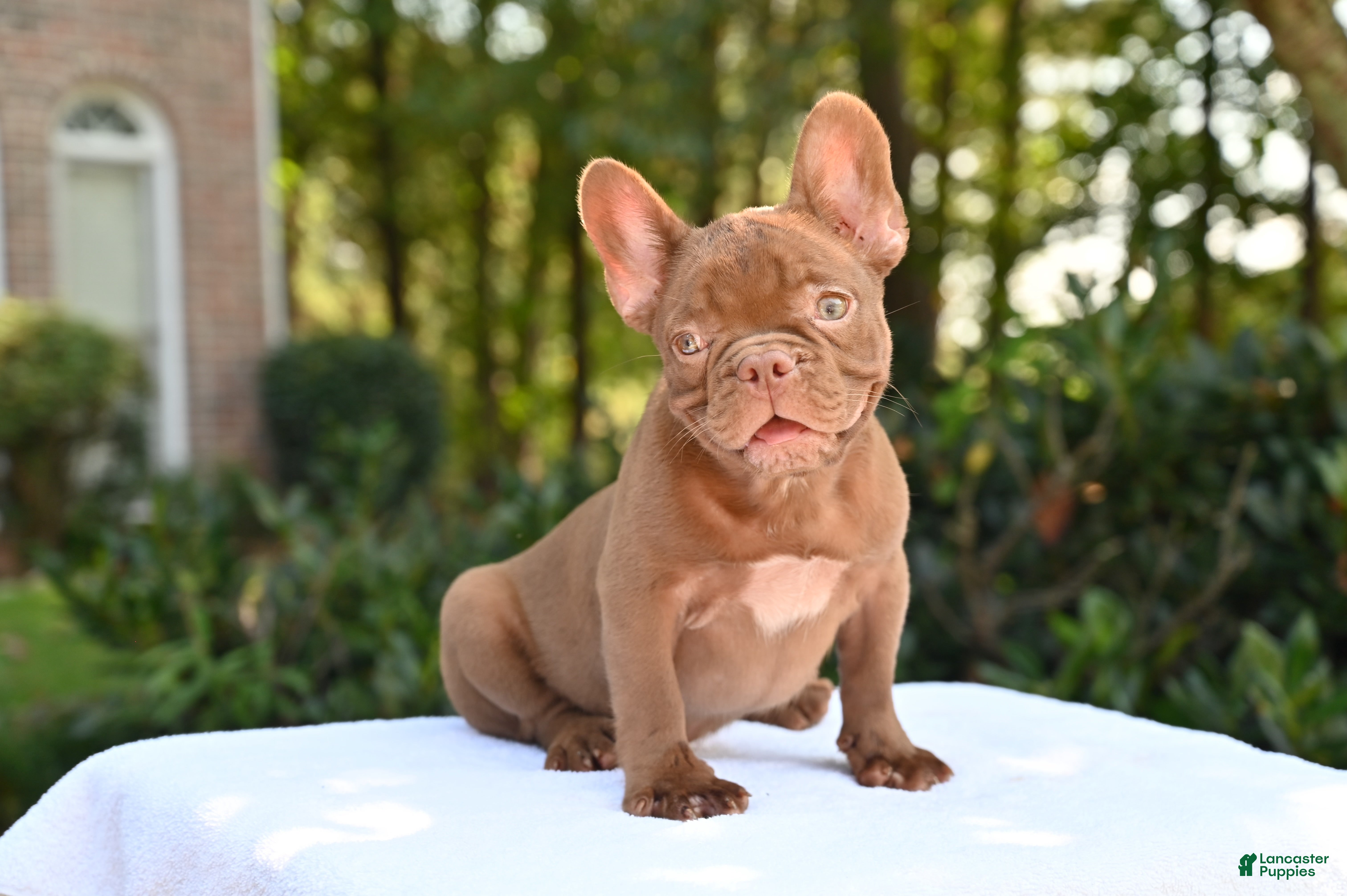 French Bulldog dogs Golden kid - Ad 1