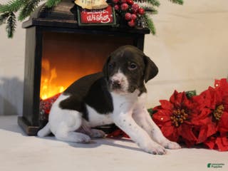 German Shorthaired Pointer dogs Blitzen - Ad 37