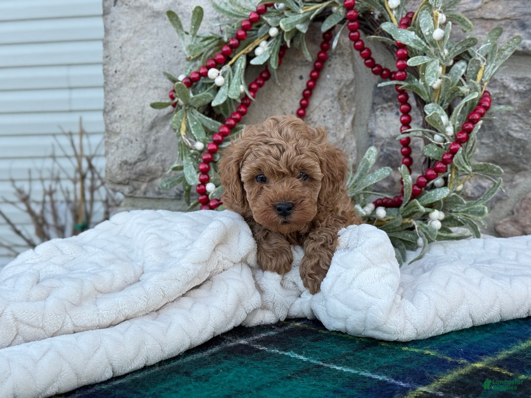 Toy Poodle dogs for sale: Trenton - Ad 2