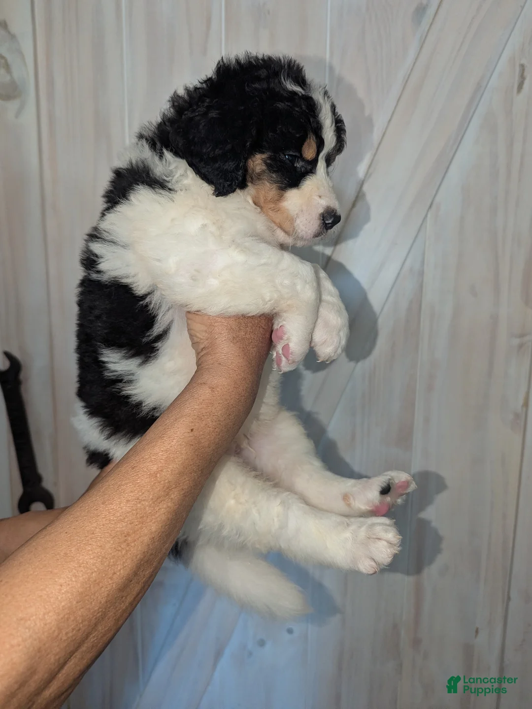 Mixed Breed dogs for sale: Diego - Ad 3