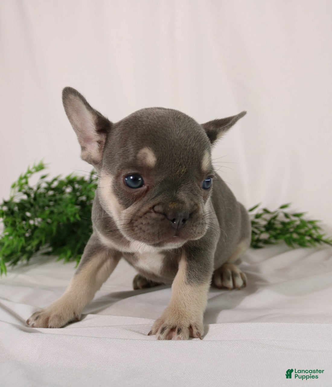 French Bulldog dogs Lacey - Ad 2