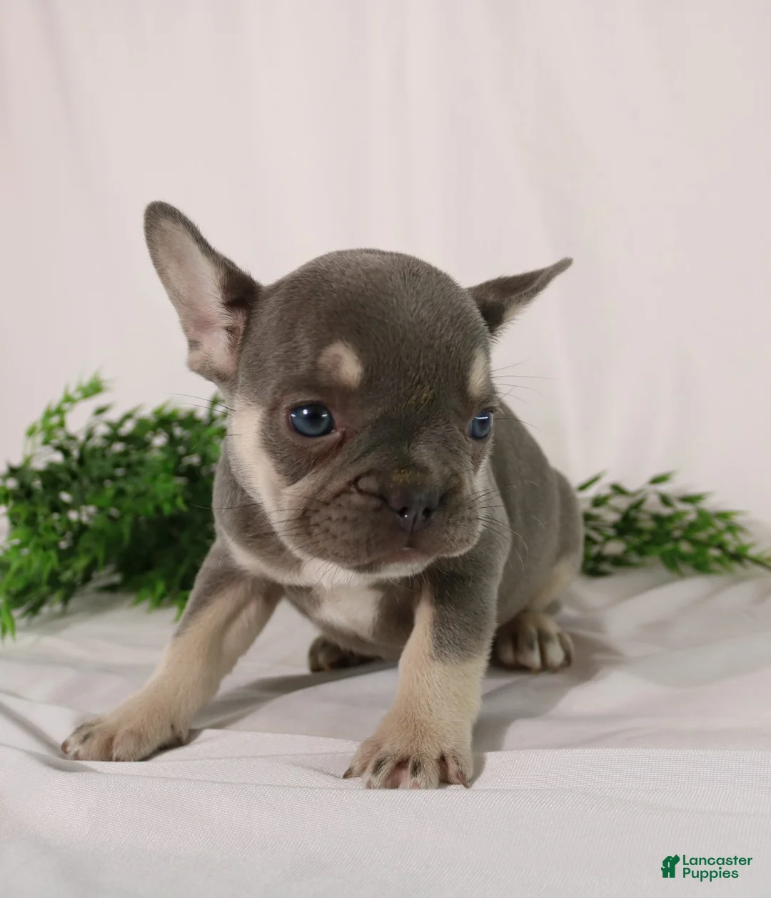 French Bulldog dogs for sale: Lacey - Ad 2