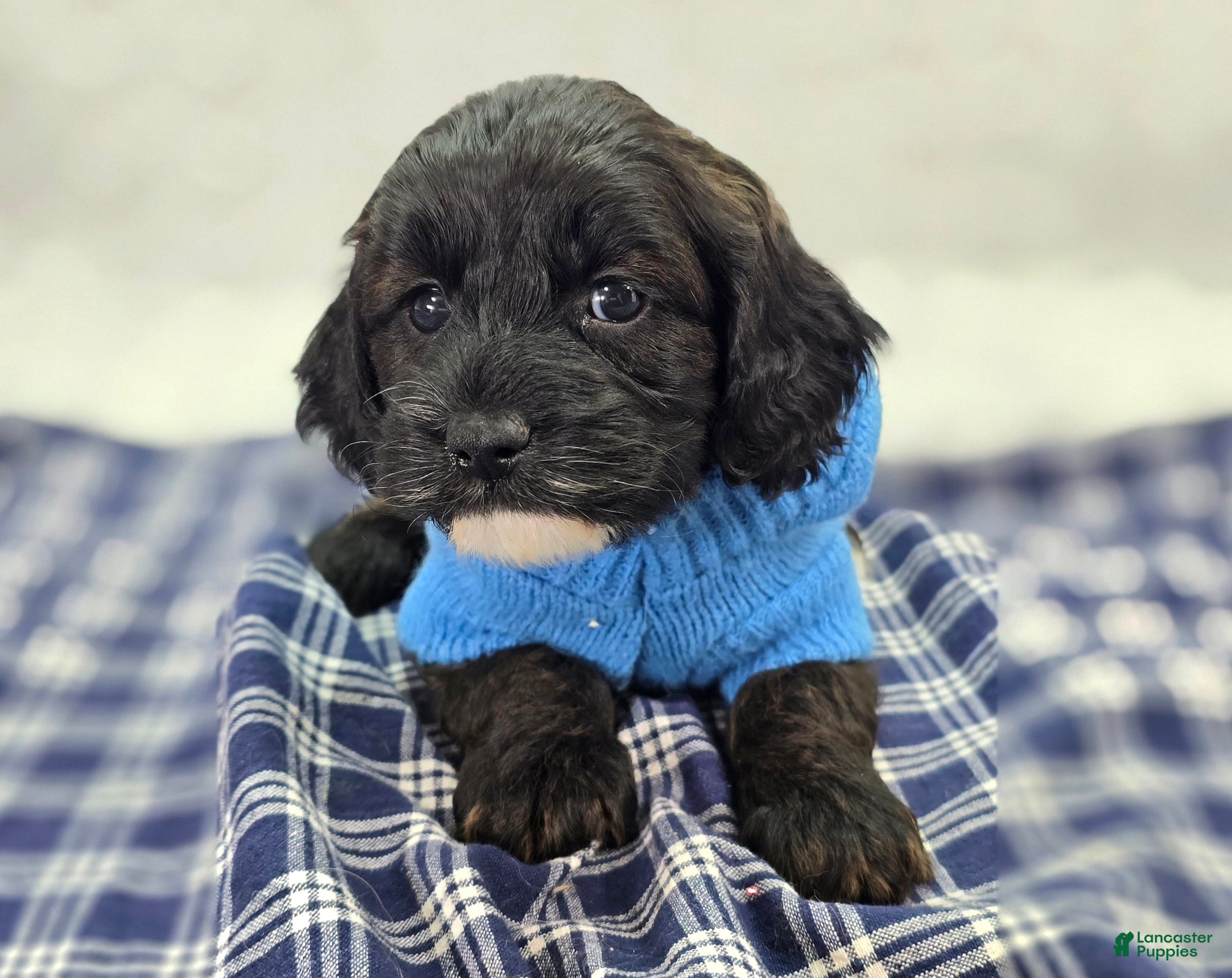 Cockapoo dogs Vega - Ad 17