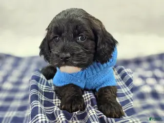 Cockapoo dogs Vega - Ad 16