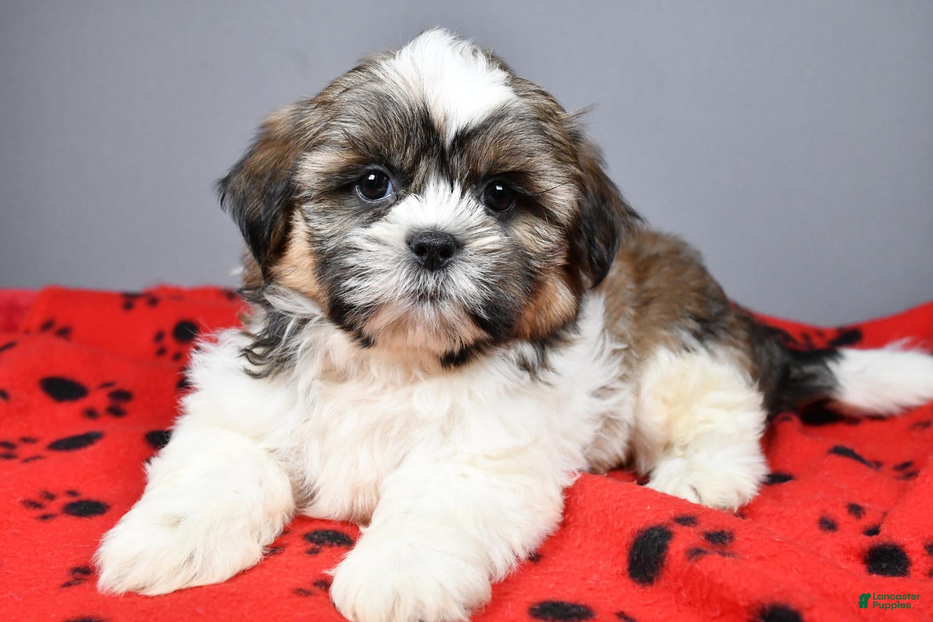 Shih Tzu dogs Koda - Ad 1