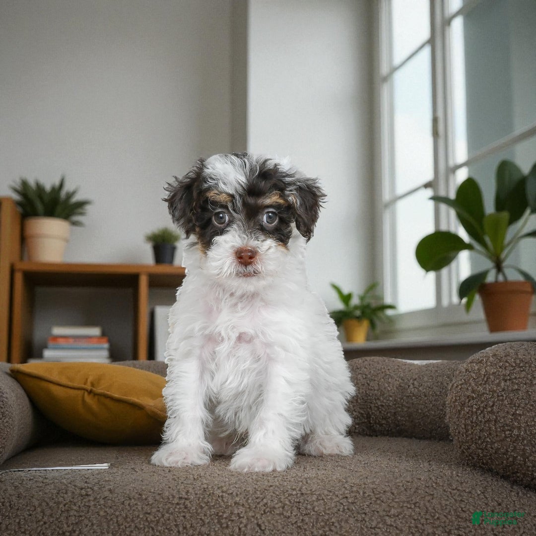 Miniature Poodle dogs for sale: CARTER - Ad 1