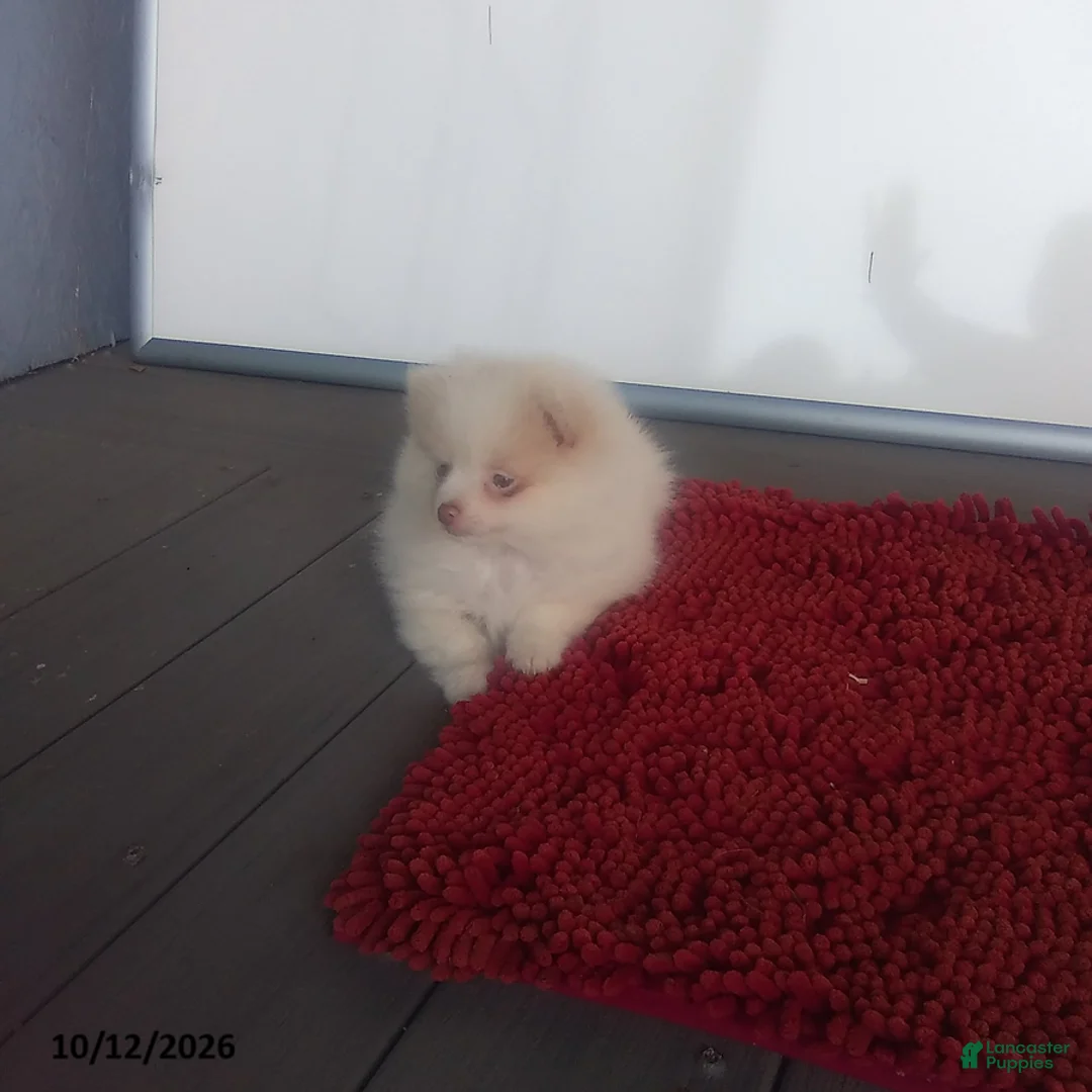 Pomeranian dogs for sale: Snowball - Ad 2