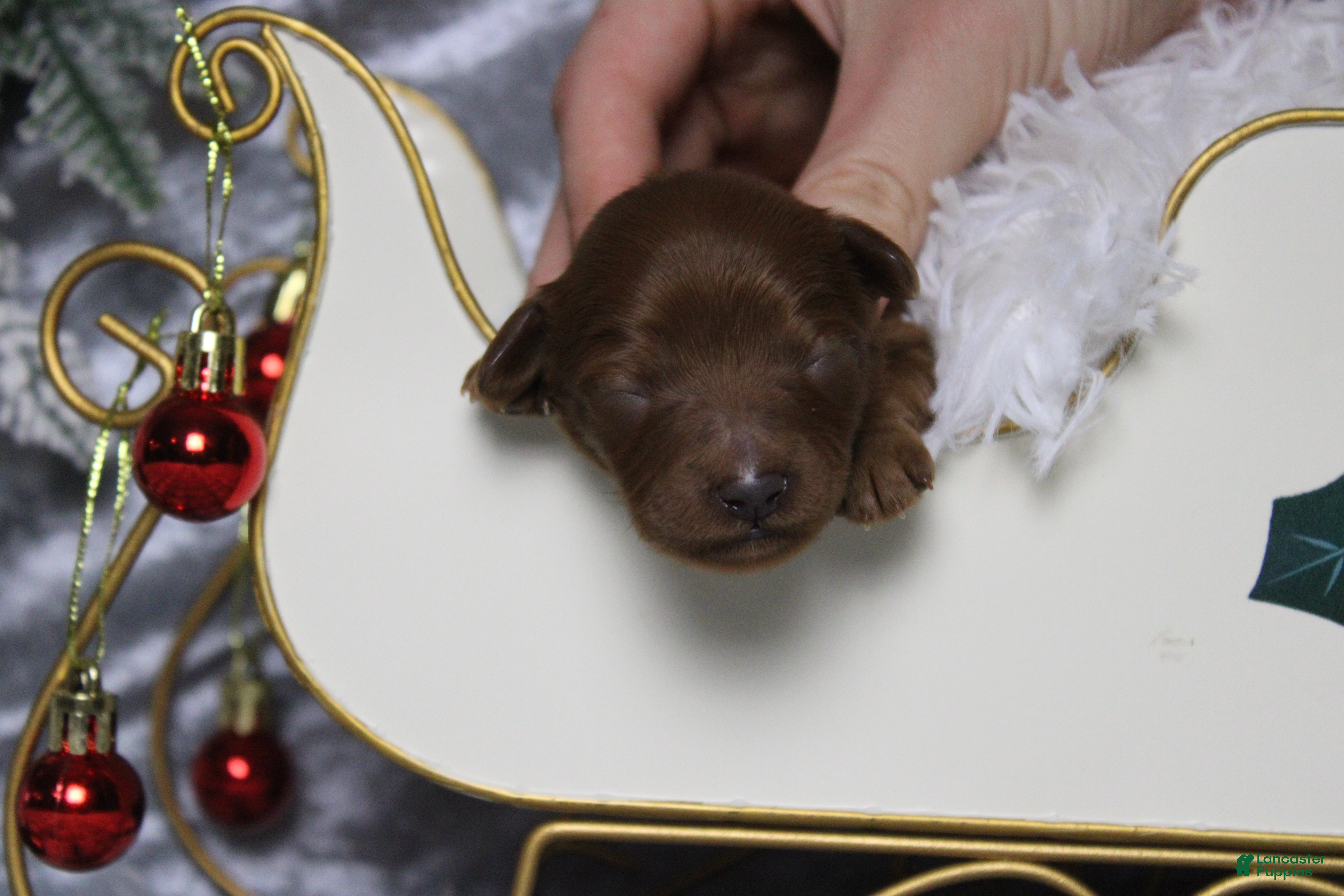 Cavapoo dogs Honey - Ad 42