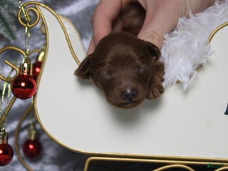 Cavapoo dogs Honey - Ad 3