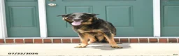 German Shepherd dogs for sale: Fable - Ad 6
