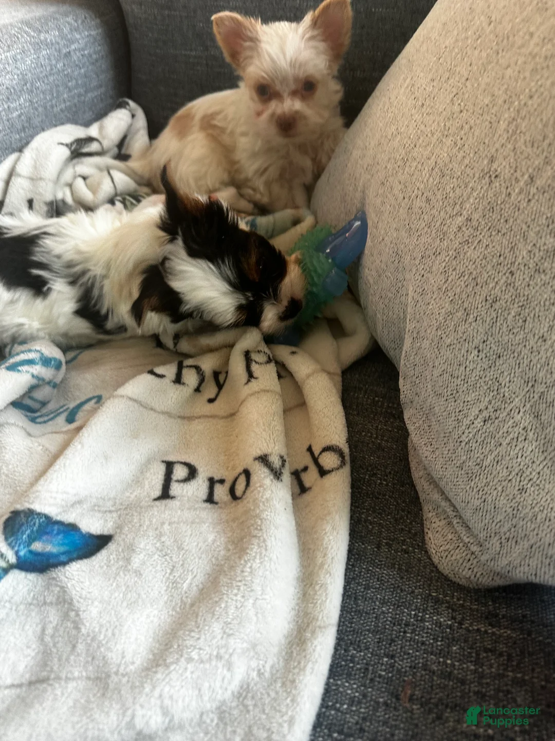 Yorkshire Terrier dogs for sale: AKC Glacierpaw - Ad 16