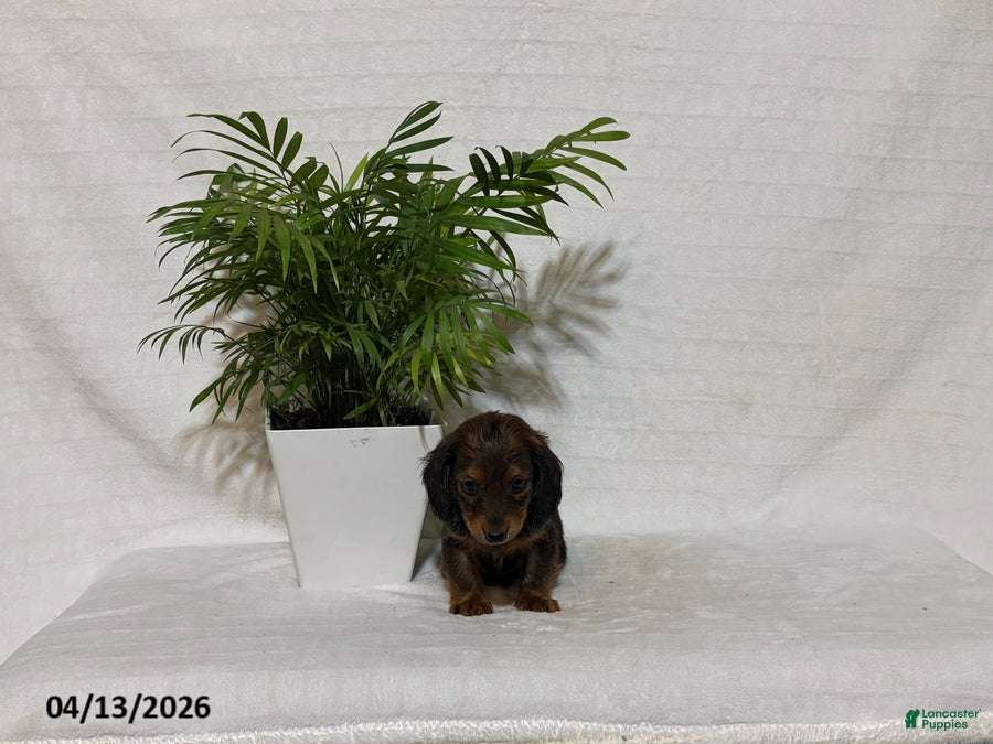 Miniature Dachshund dogs Lester - Ad 1