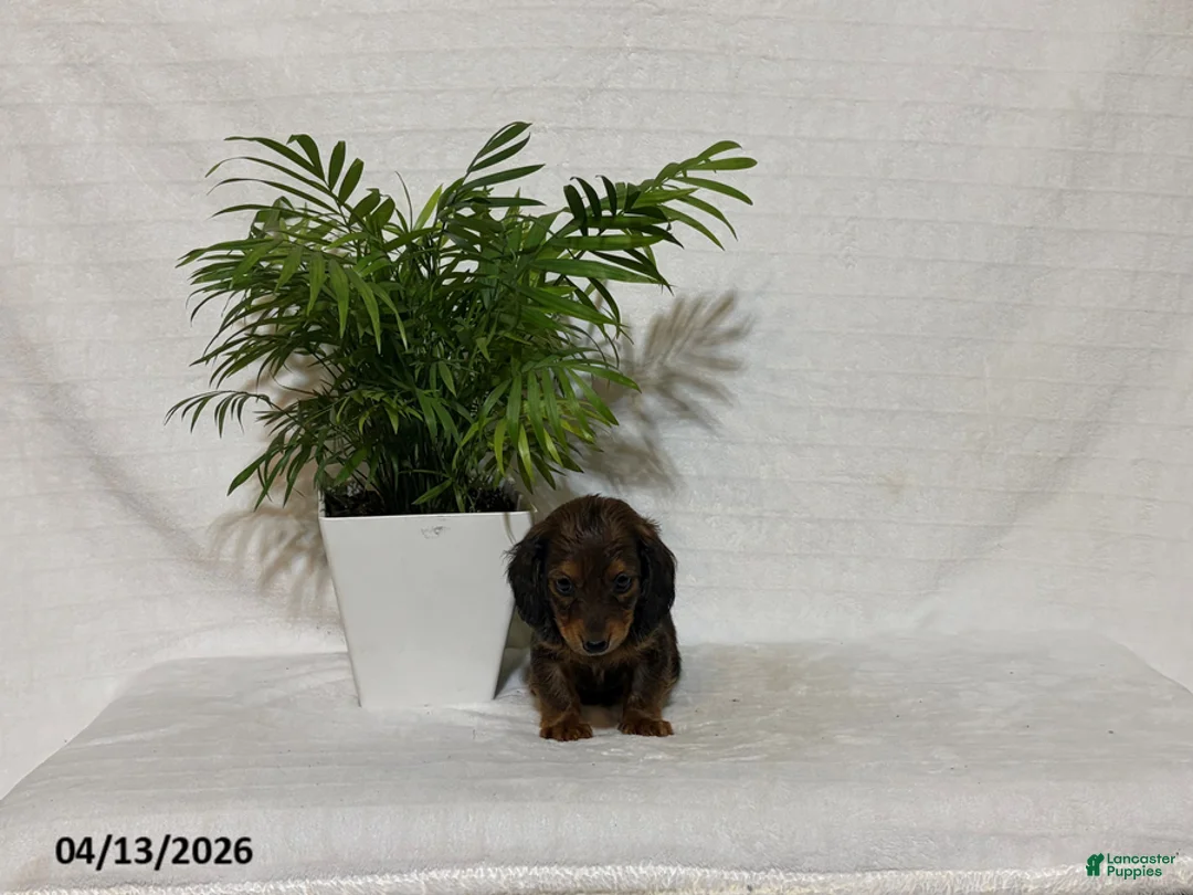 Miniature Dachshund dogs for sale: Lester - Ad 1