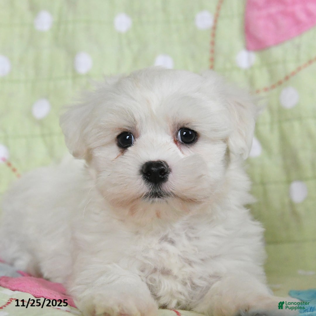 Maltese dogs for sale: Greg - Ad 3