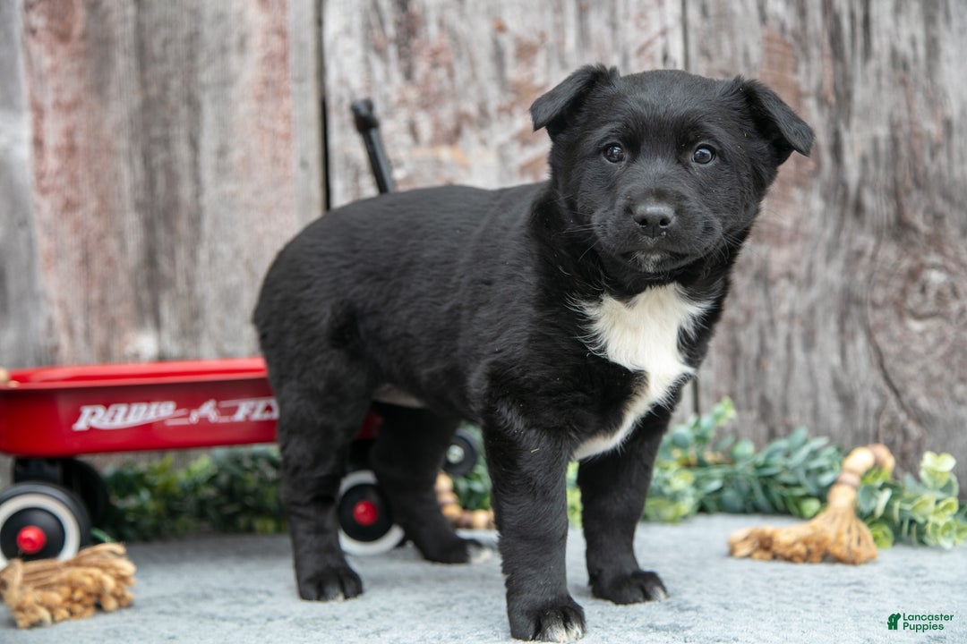 Mixed Breed dogs for sale: Black Beauty - Ad 1