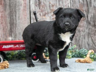 Mixed Breed dogs for sale: Black Beauty - Ad 3