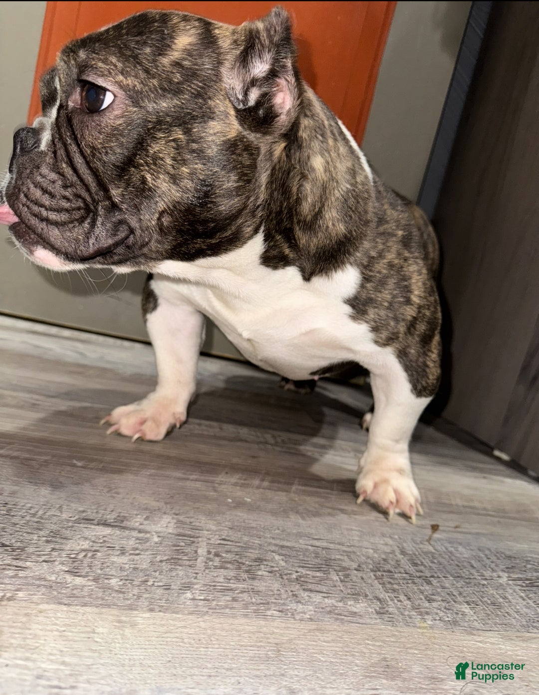 American Bully dogs for sale: American Bully Puppy 1 - Ad 1