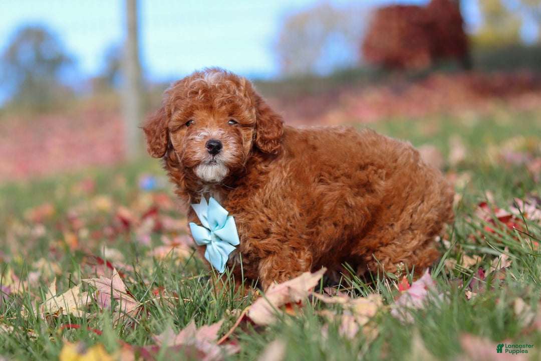 Miniature Poodle dogs for sale: Drumstick - Ad 6