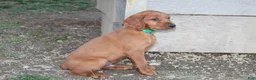 Mixed Breed dogs for sale: Mixed Breed Puppy 3 - Ad 3