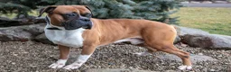 Boxer dogs for sale: Eric - Ad 3