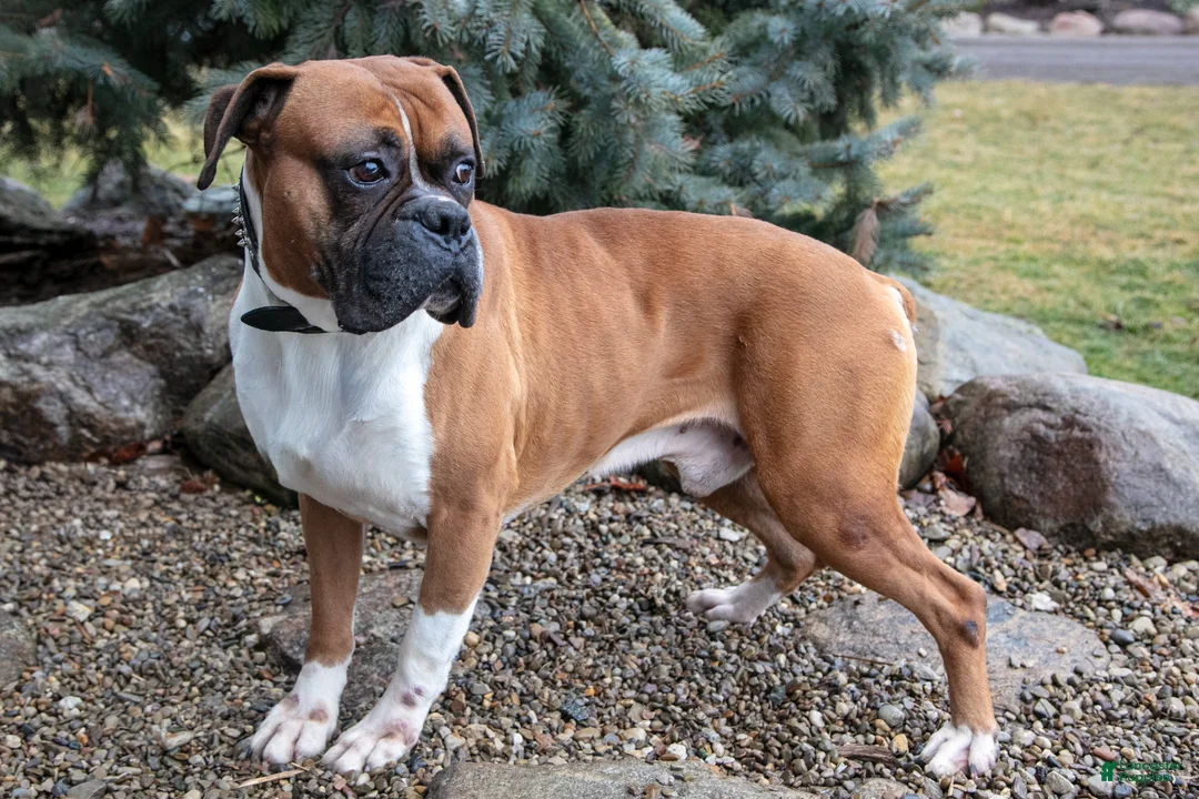 Boxer dogs for sale: Eric - Ad 3