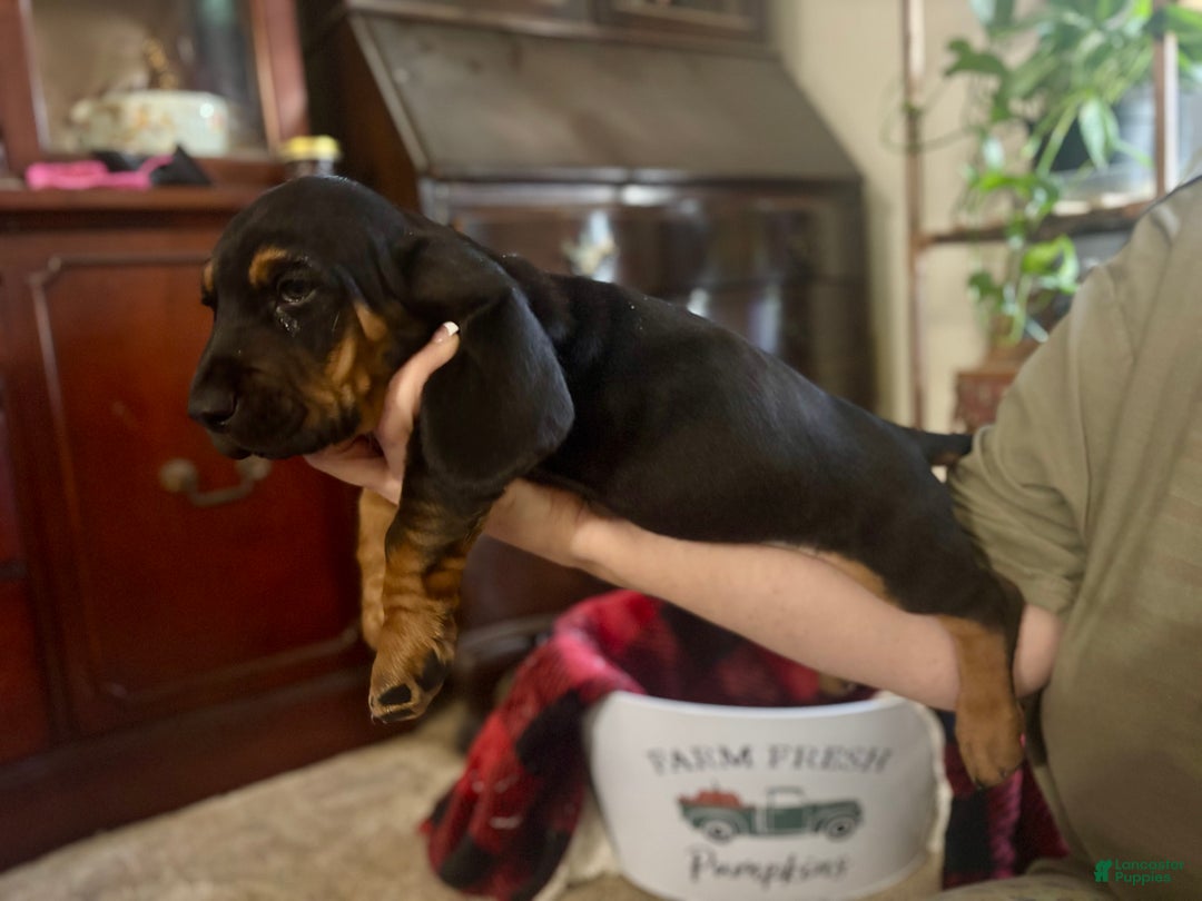 Basset Hound dogs for sale: Amos - Ad 2