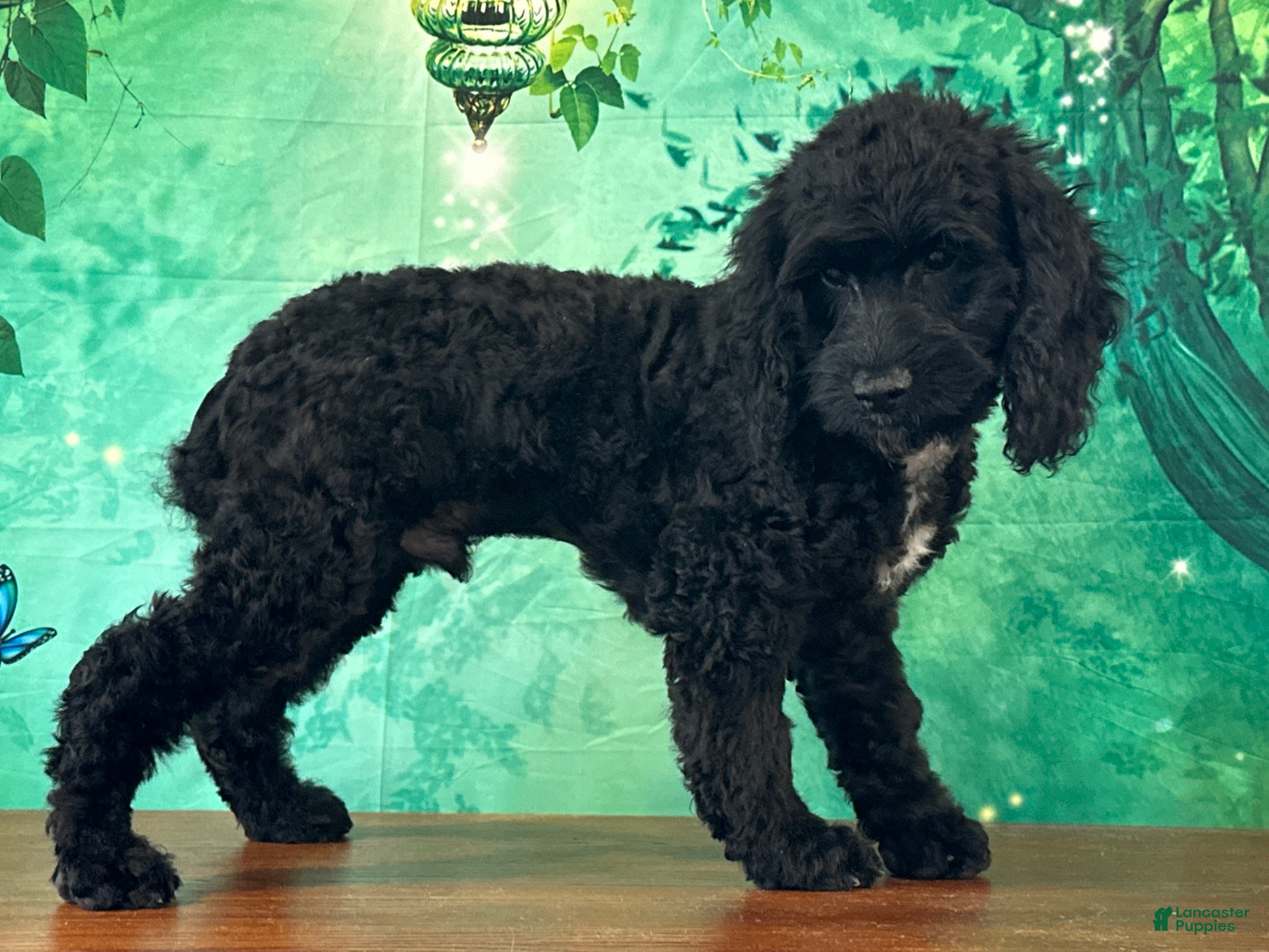 Cockapoo dogs Cowboy - Ad 2