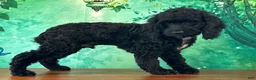 Cockapoo dogs for sale: Cowboy - Ad 2
