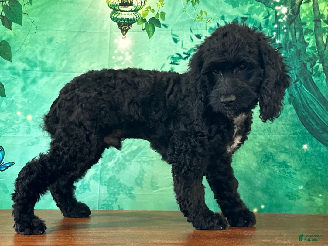 Cockapoo dogs for sale: Cowboy - Ad 2