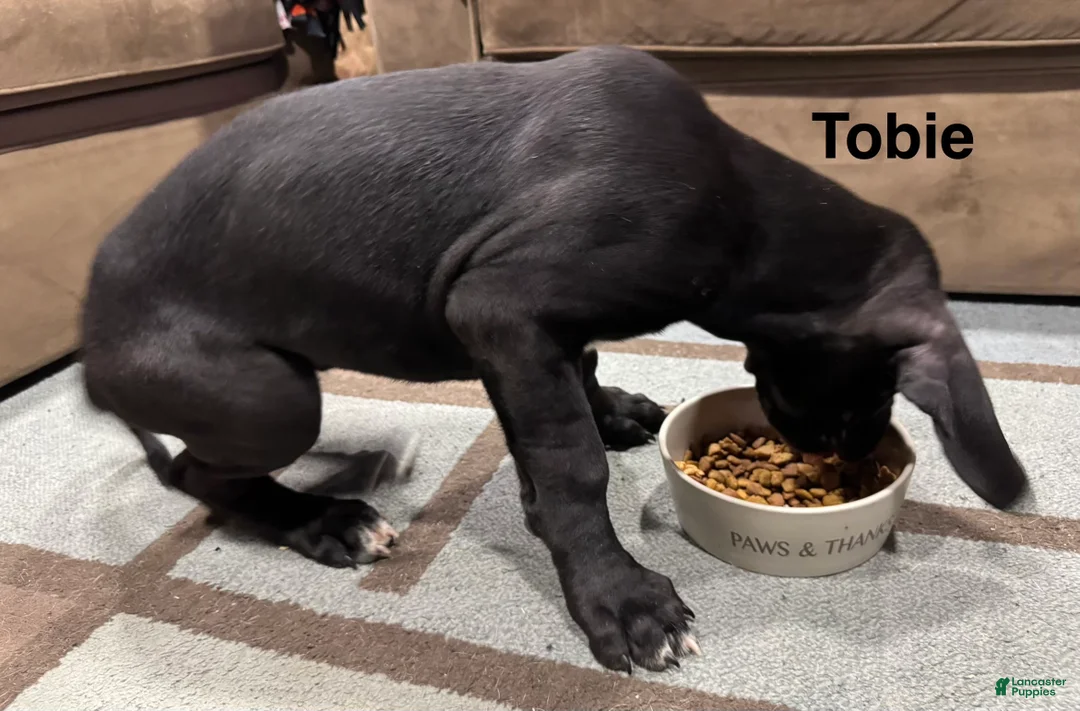 Great Dane dogs for sale: Tobie - Ad 25
