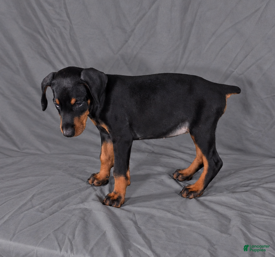 Doberman Pinscher dogs for sale: Nymeria - Ad 3