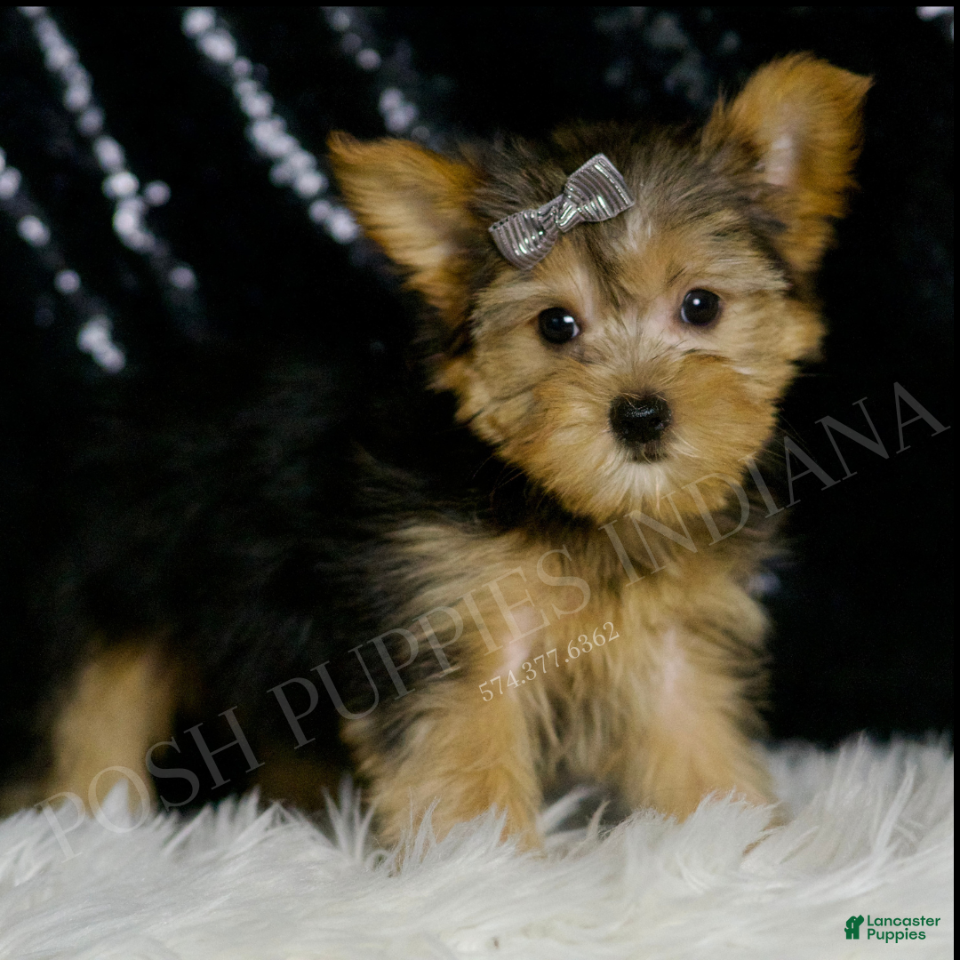 Morkie dogs for sale: Lupert - Ad 2