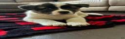 Akita dogs for sale: Akita 2 - Ad 2