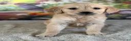 Golden Retriever dogs for sale:  Pearl - Ad 5