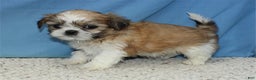 Shih Tzu dogs for sale: Asher - Ad 4