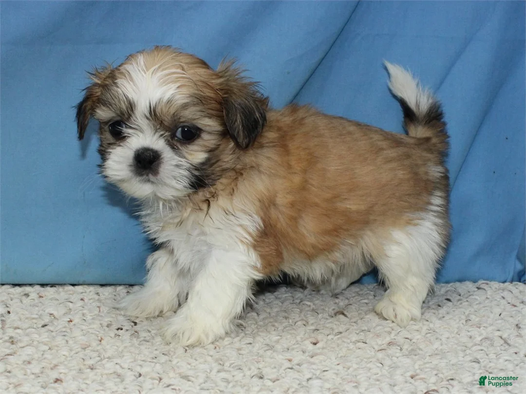 Shih Tzu dogs for sale: Asher - Ad 4