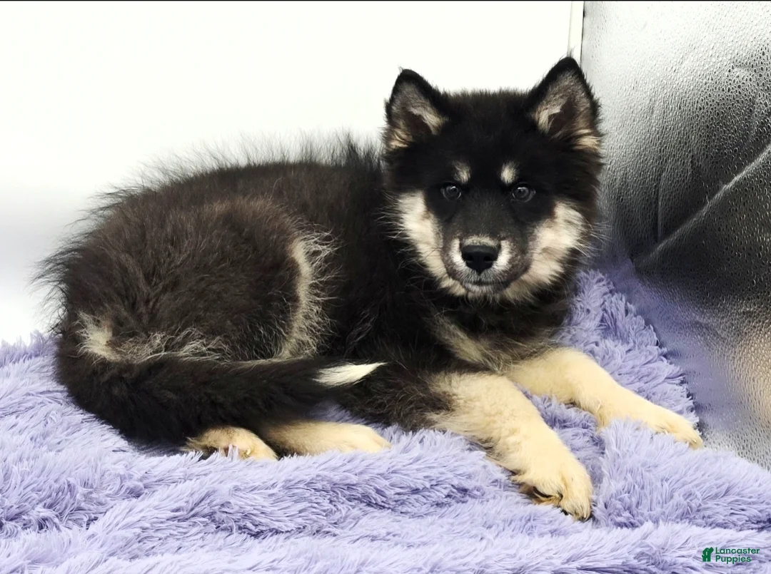 Siberian Husky dogs for sale: Troy - Ad 3