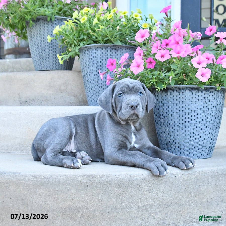 Cane Corso dogs Remy - Ad 2