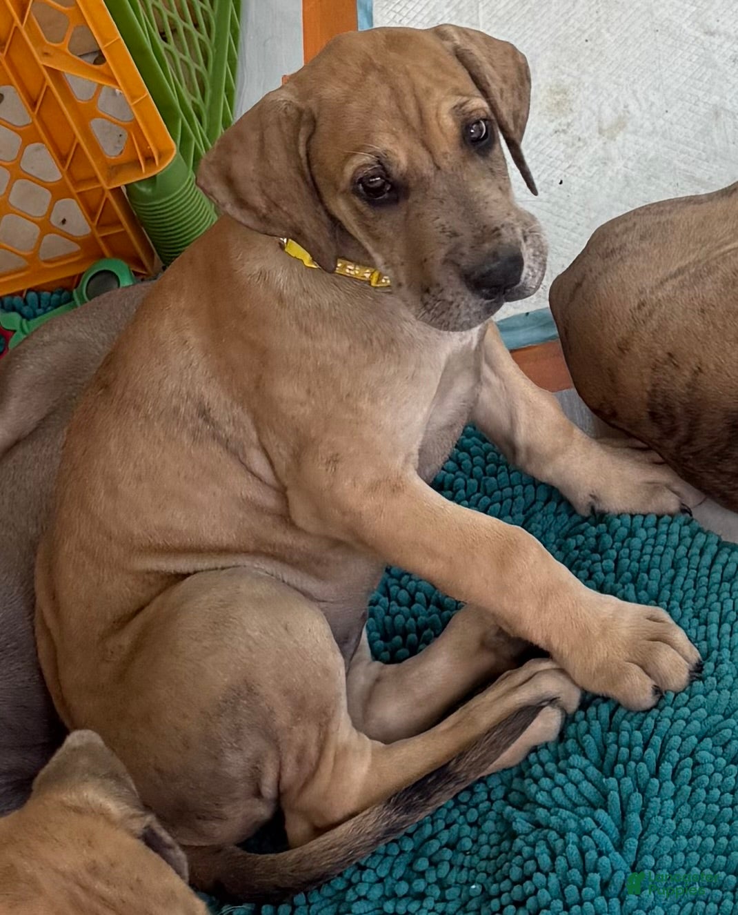 Great Dane dogs Yellow - Ad 34