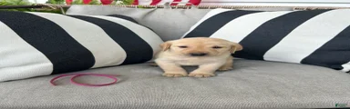 Labrador Retriever 11