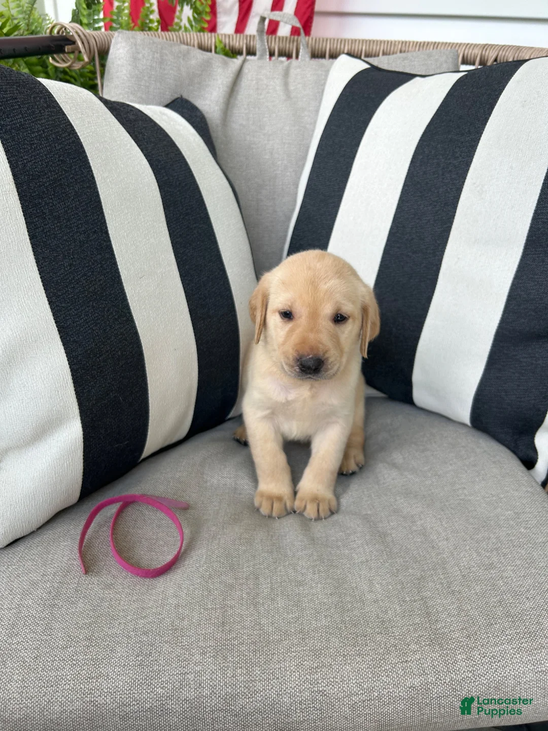 Labrador Retriever dogs for sale: Labrador Retriever 11 - Ad 1