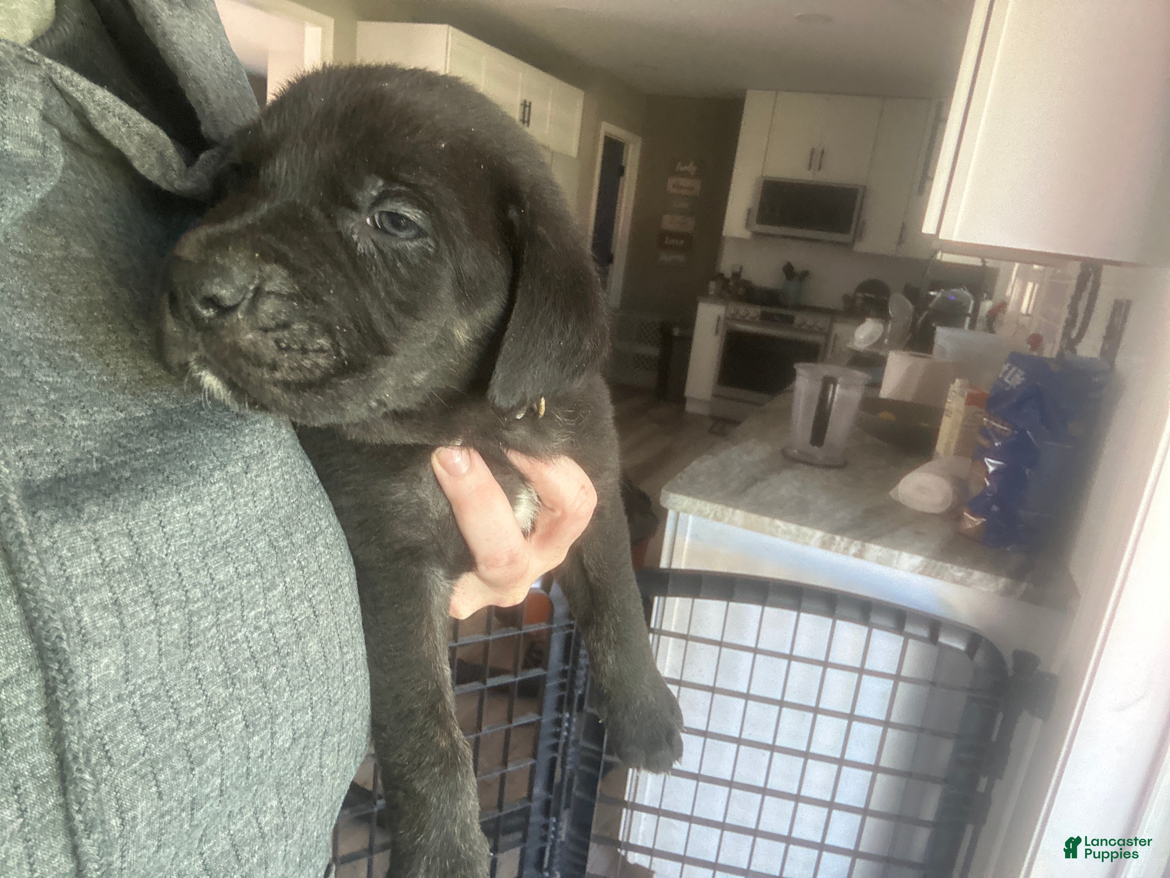 Cane Corso dogs Rigatoni  - Ad 7