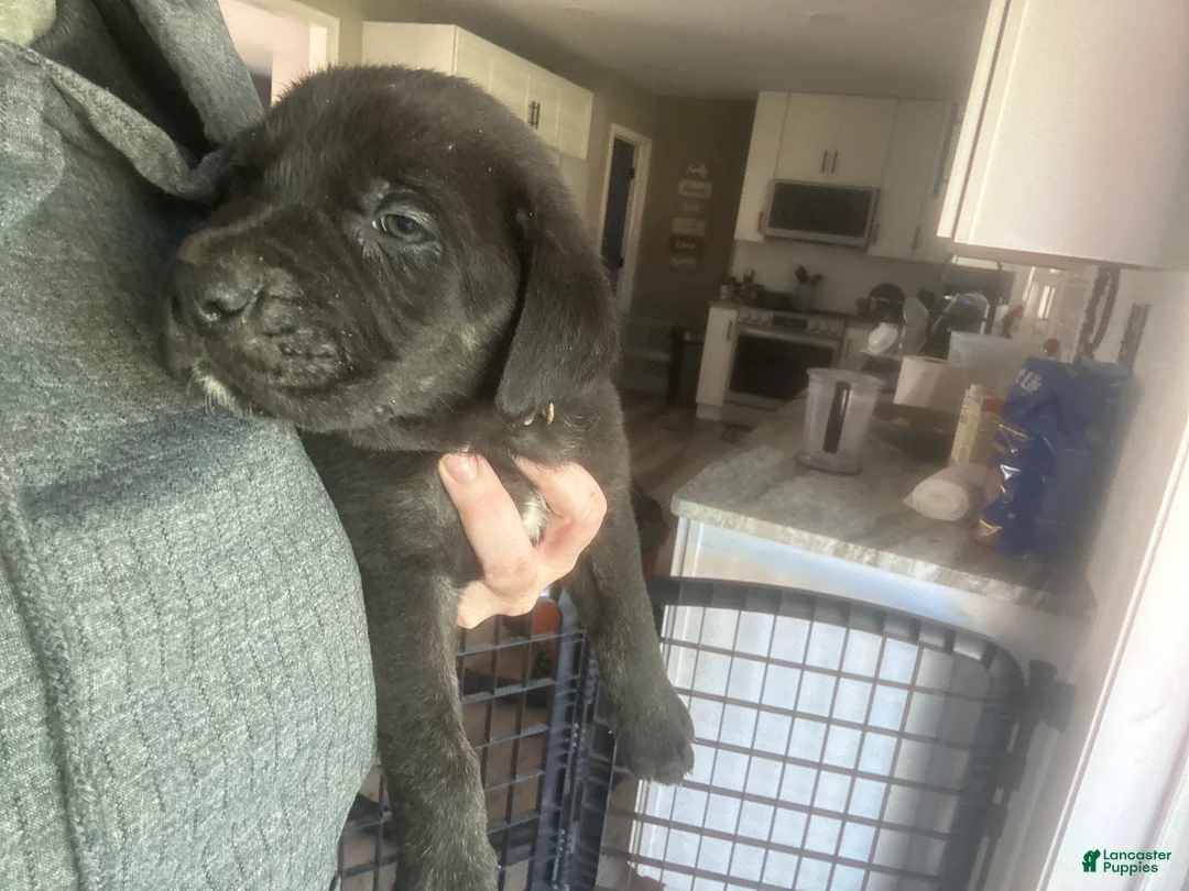 Cane Corso dogs for sale: Rigatoni  - Ad 1